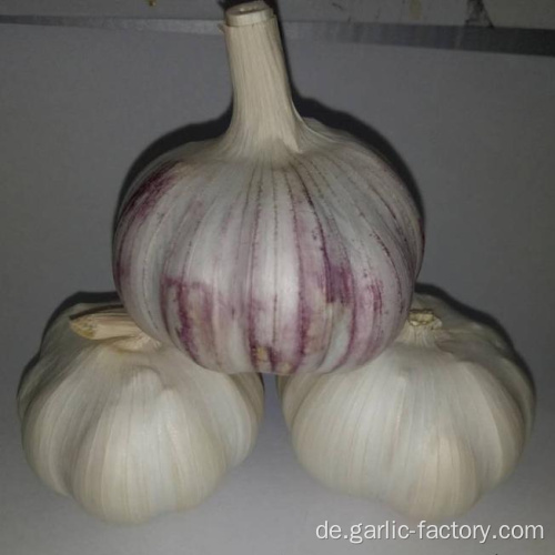 neue Ernte Knoblauch 4,5 cm 5,0 cm 5,5 cm 6,0 cm